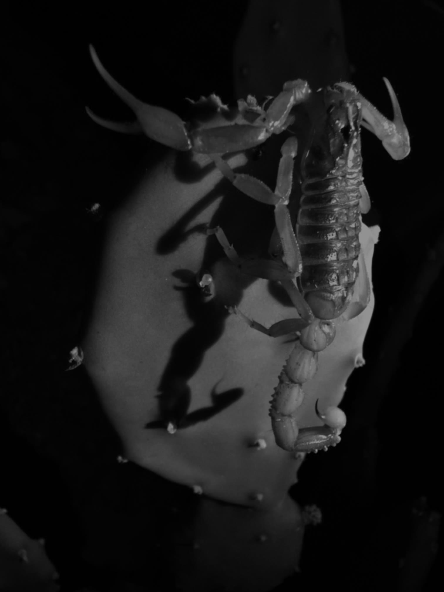 Scorpion documented in its natural desert habitat at night