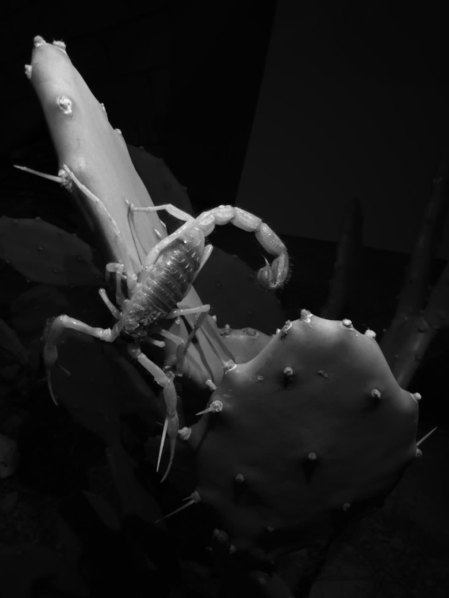Scorpion with raised metasoma climbing a desert plant stem