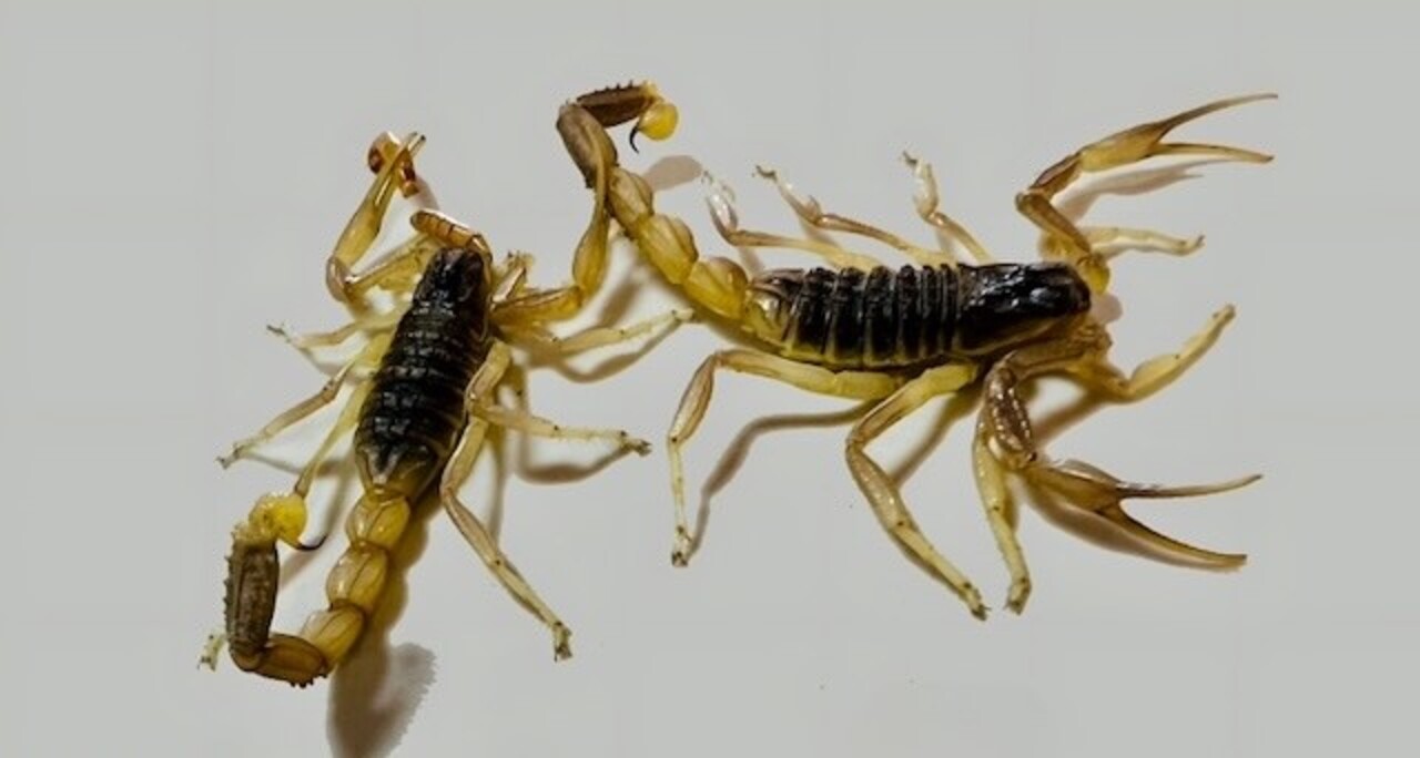 Odontobuthus doriae field photograph showing burrowing scorpion morphology