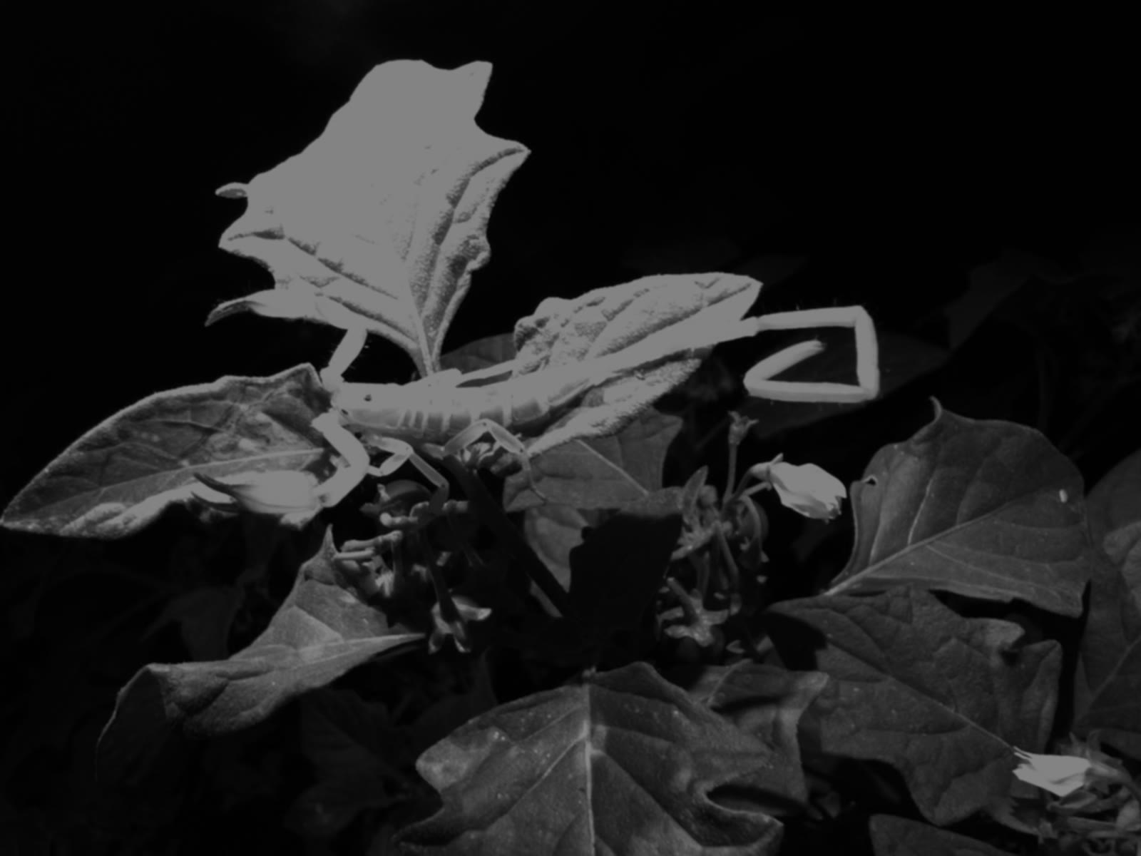 Field documentation of a scorpion on arid vegetation