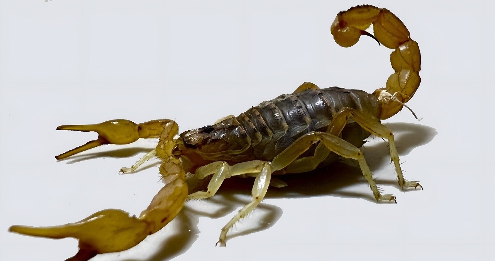 Mesobuthus eupeus specimen photograph for species documentation