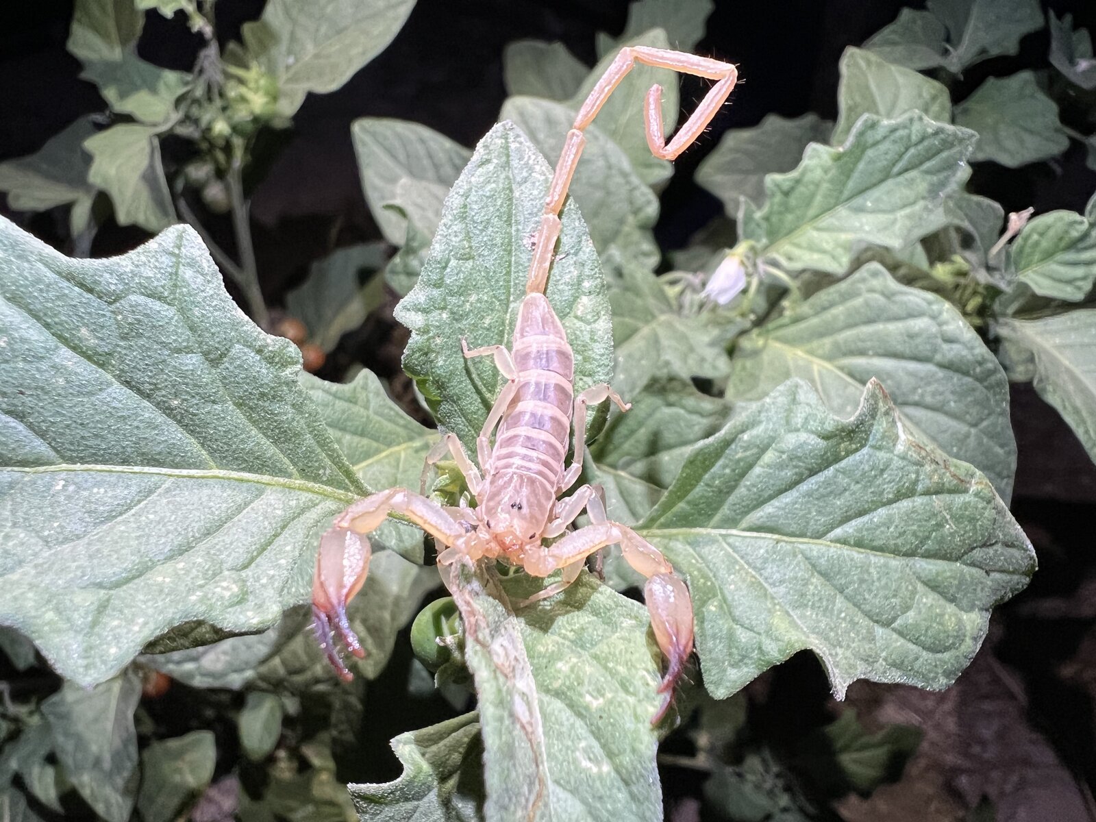 Hemiscorpius lepturus field photograph for species documentation
