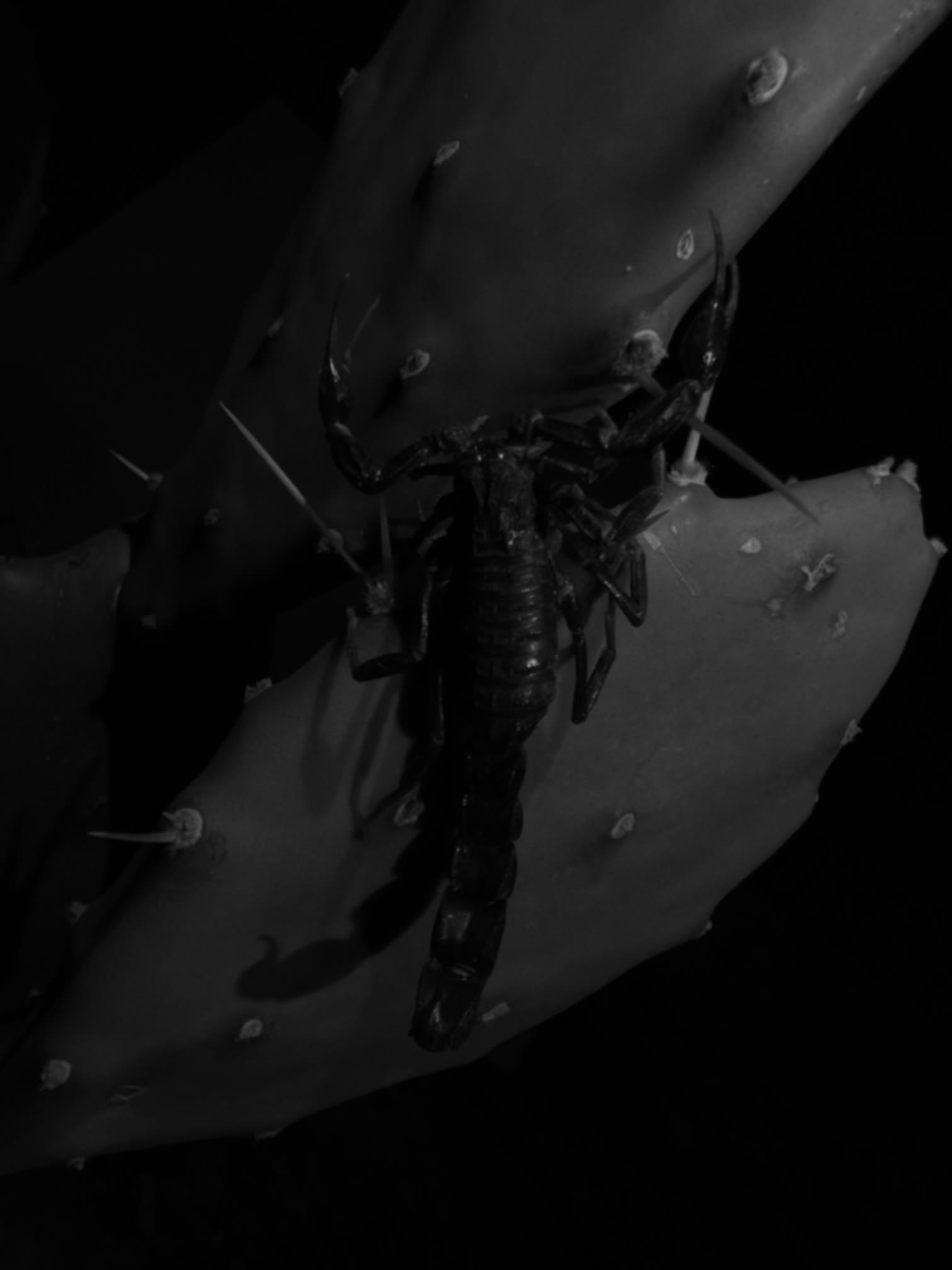Adult scorpion resting on a spined cactus pad, dorsal view