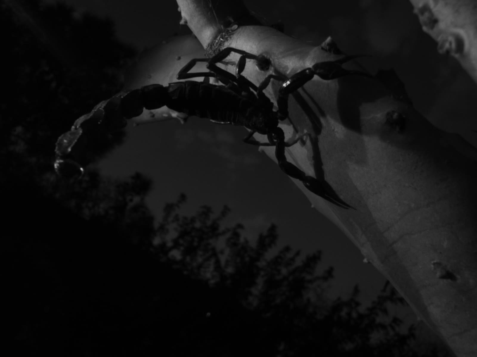 Scorpion photographed at night on a desert plant during a field observation