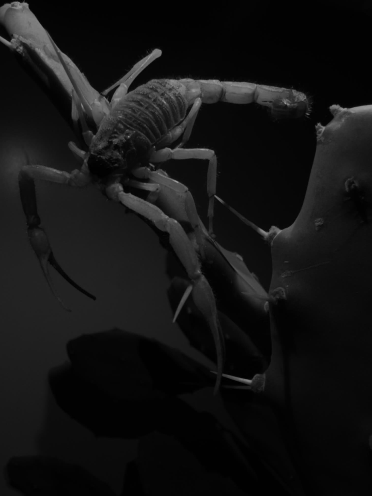 Detailed profile of a scorpion showing pedipalps, legs and tail segments